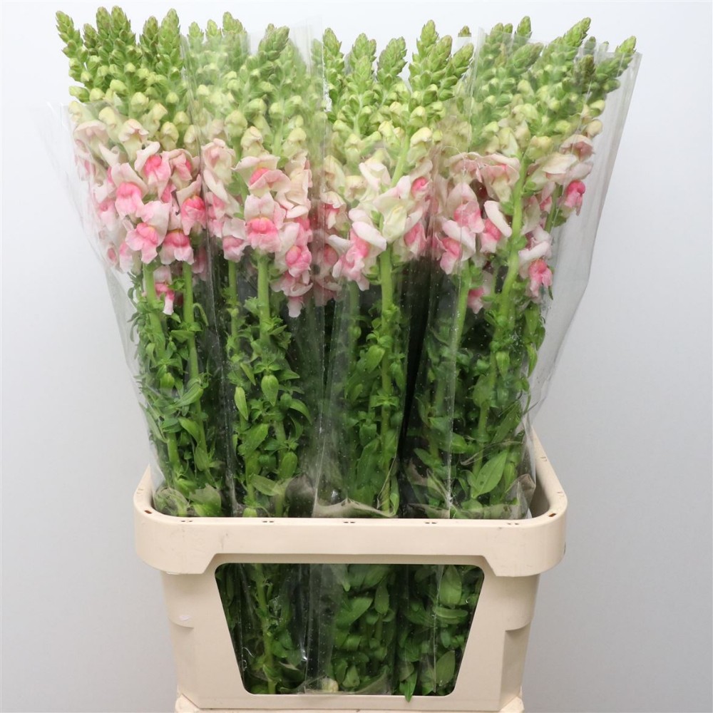 Антирхінум "Біло-рожевий"