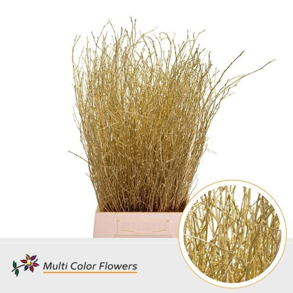 Бетула "Золота"