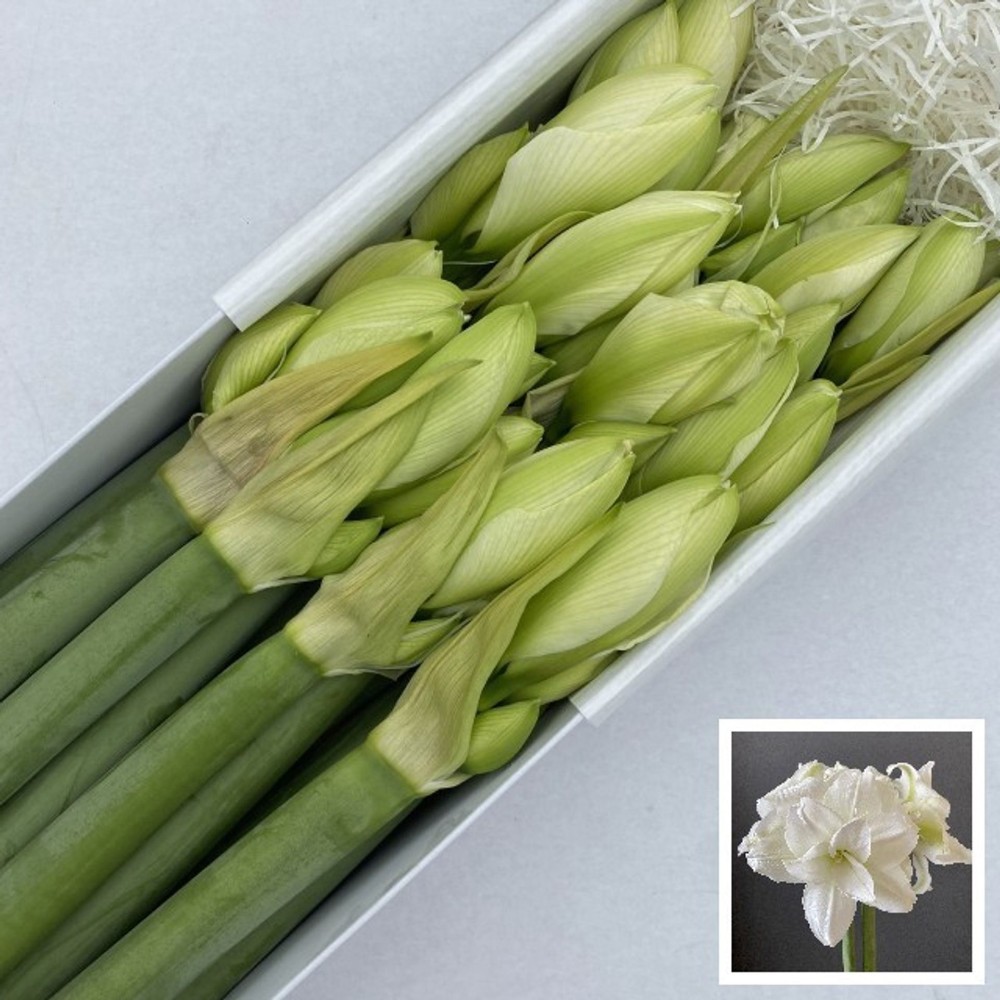 Амариліс Махровий "Вімбелдон"