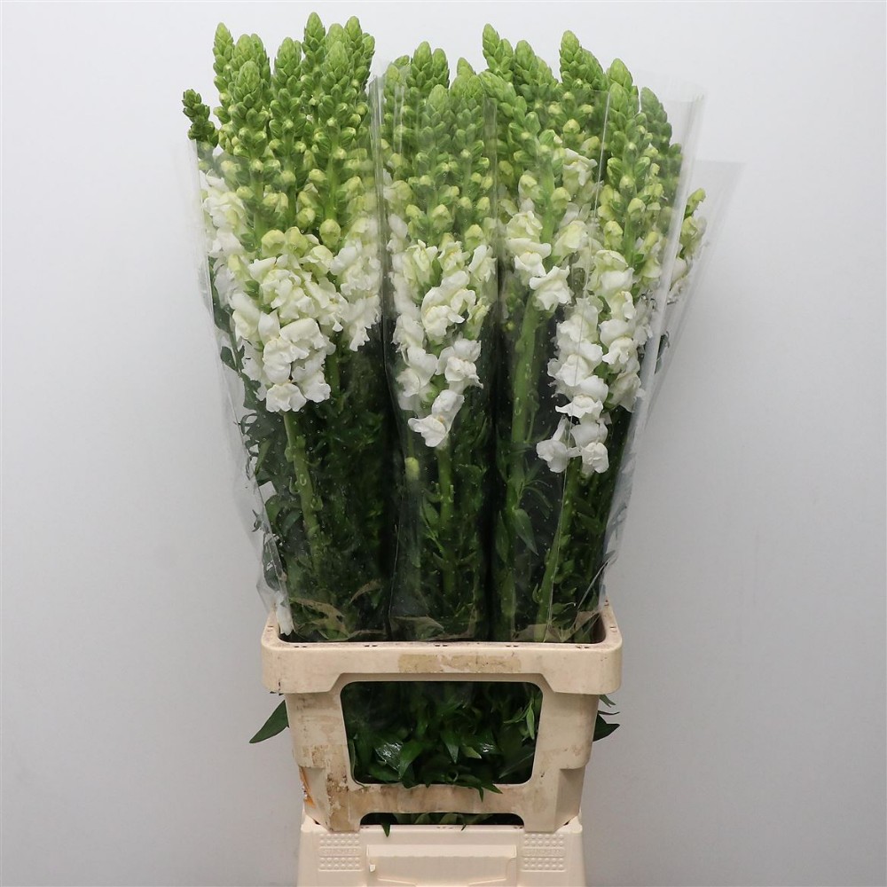 Антирхінум "Білий"