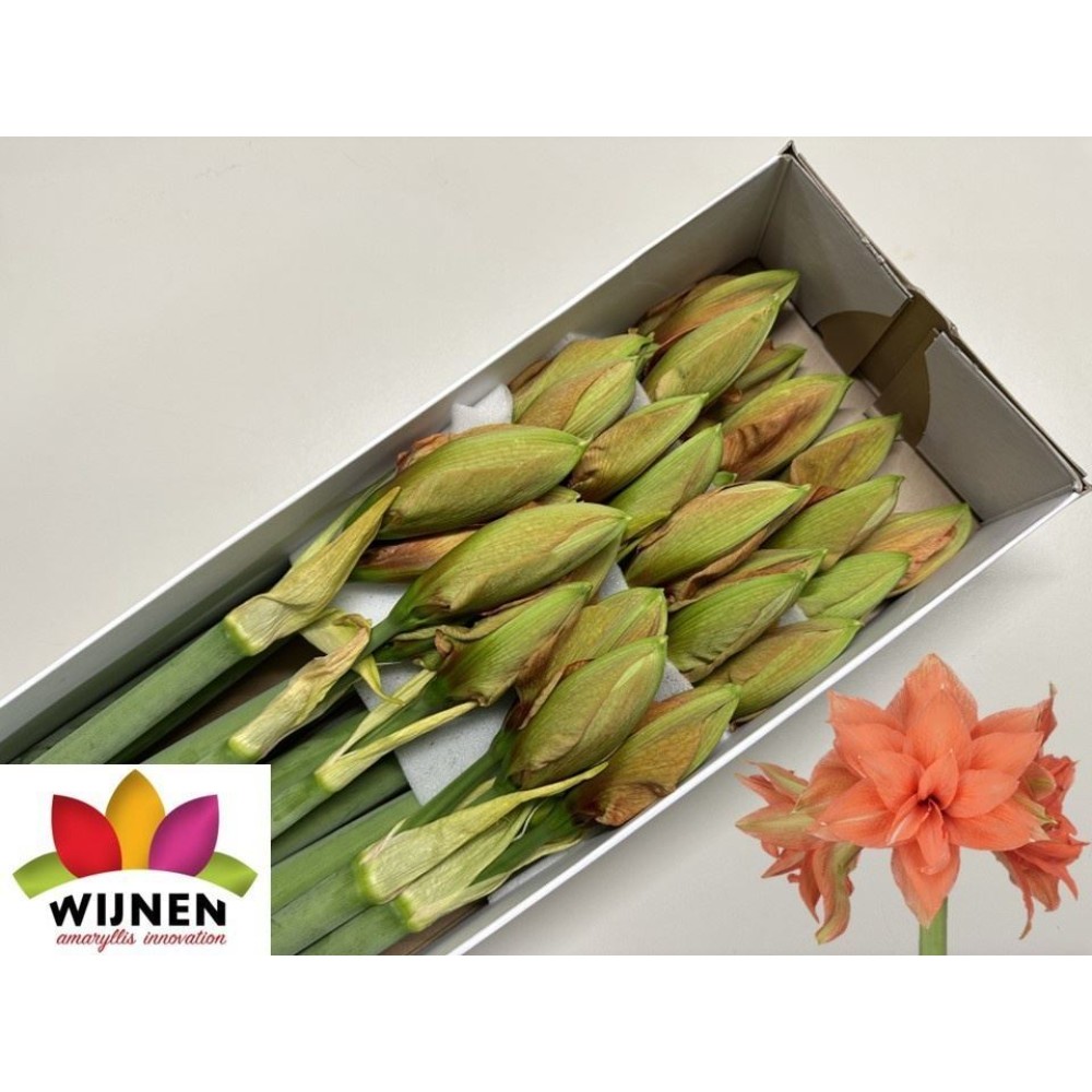 Амариліс махровий "Флейм Меджесті"