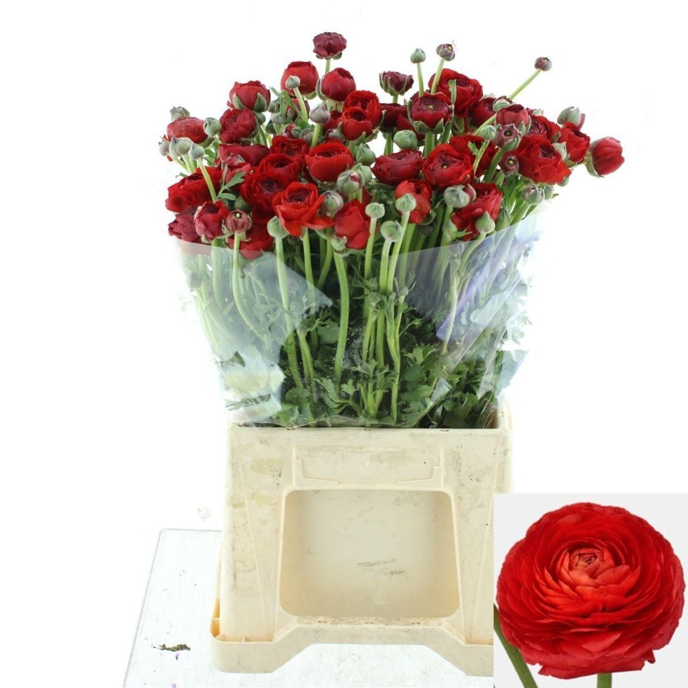 Ранункулюс "Елеганс Ред"