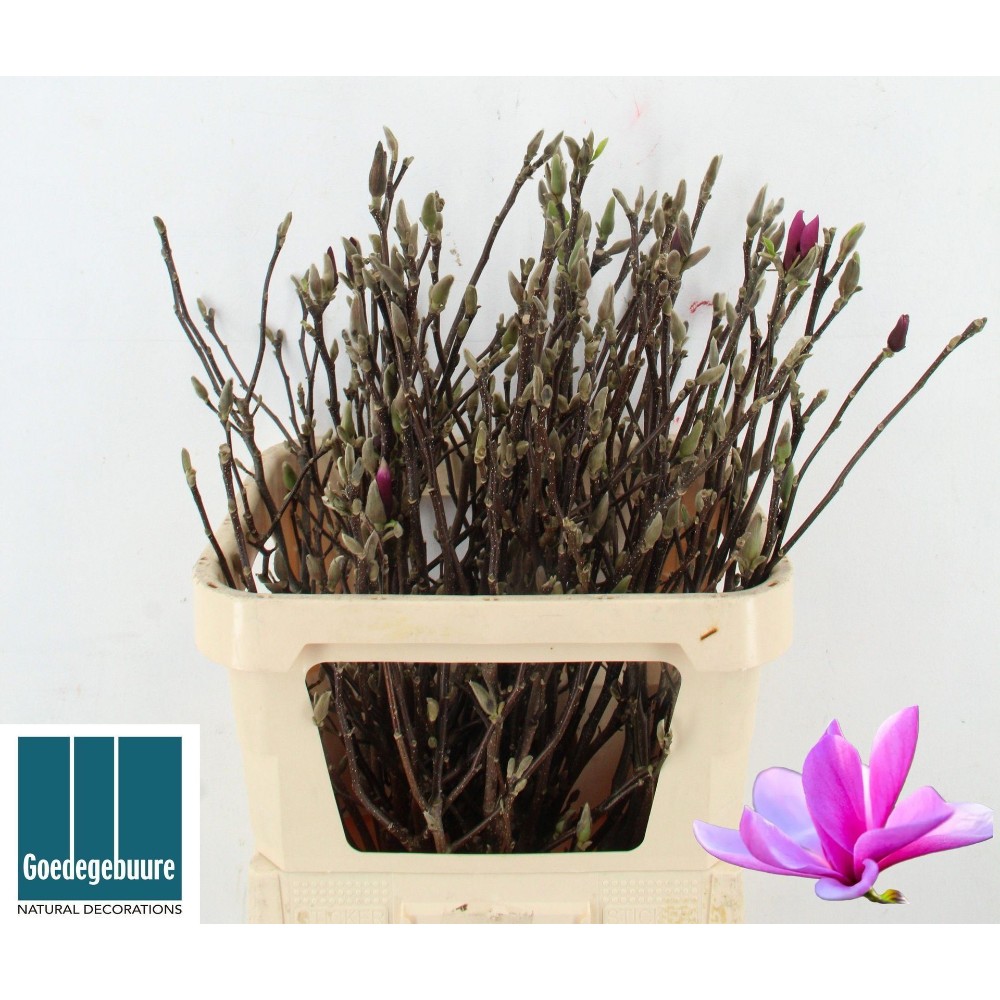 Гілка Магнолії, 90см