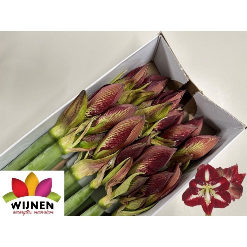 Амариліс "Спарклінг Барбера"