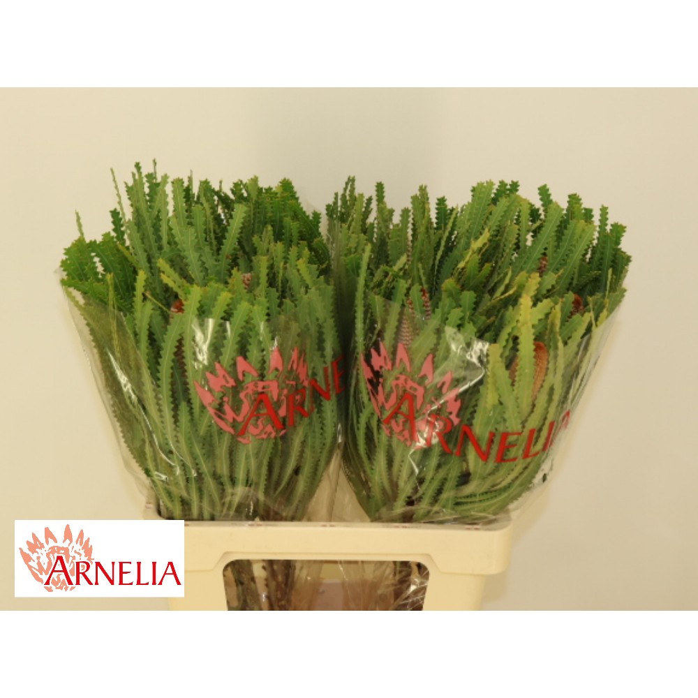 Банксія "Хукеріана"