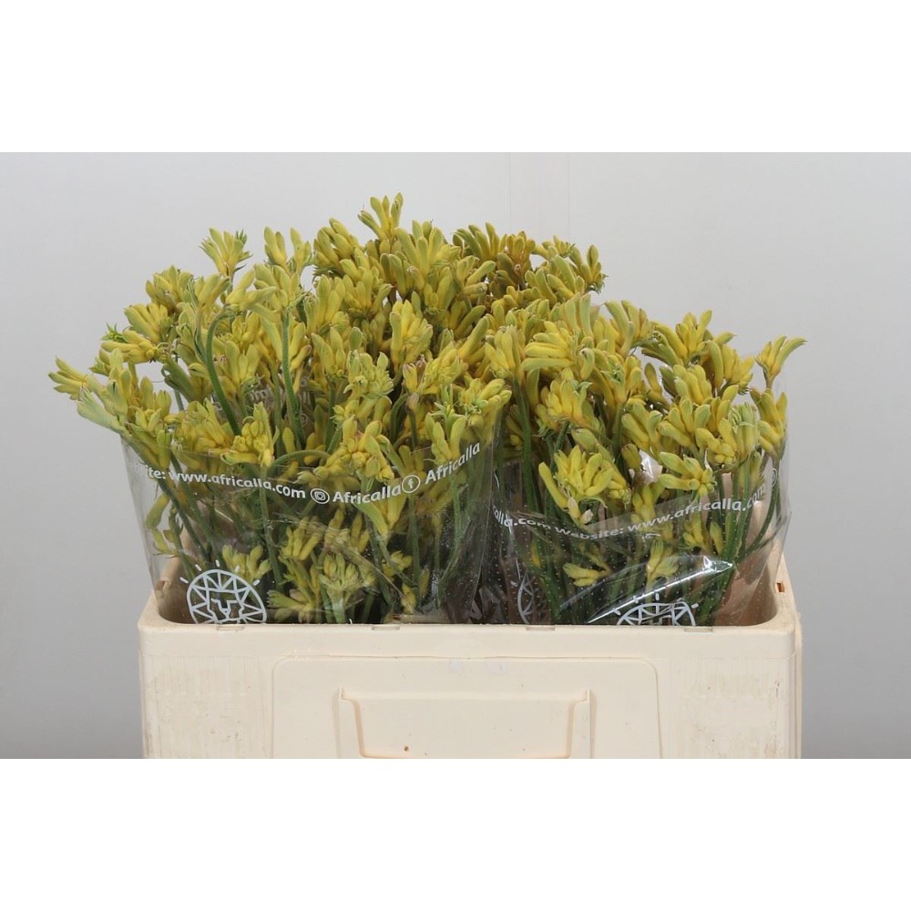 Анігозантус "Зелений"