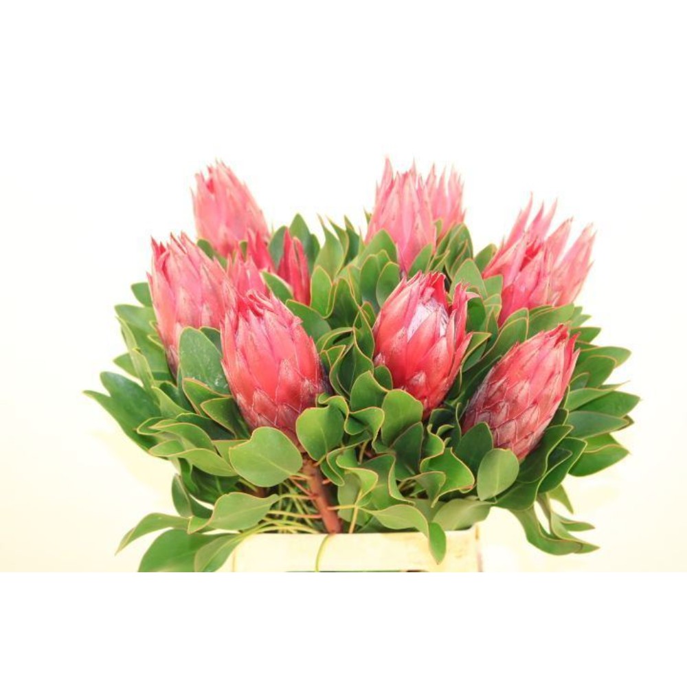 Протея Королівська "Мадіба", 70см