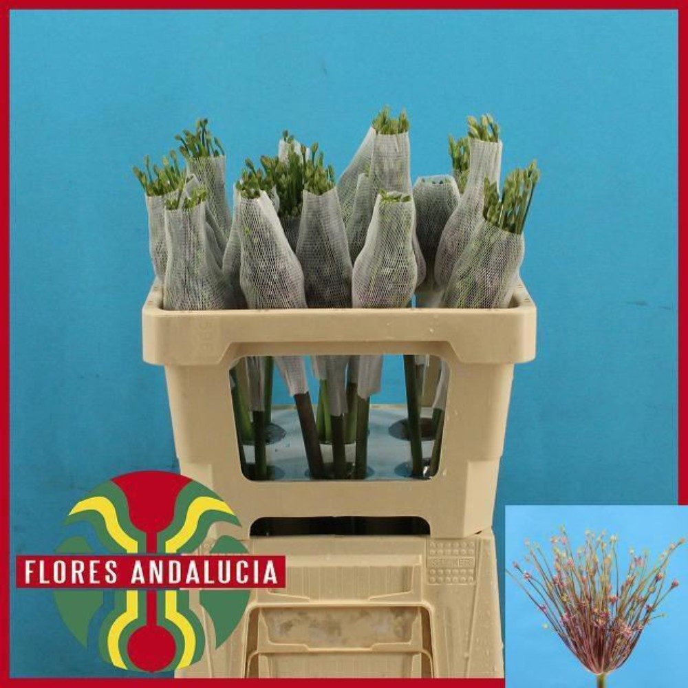 Алліум "Шуберта"