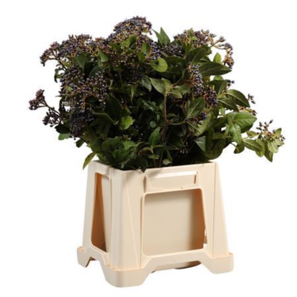 Вібурнум "Мет Бес Бос" (пуч.)