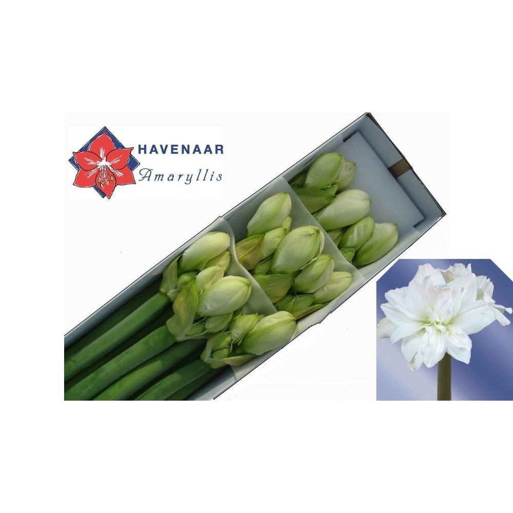 Амариліс махровий "Арктік Німф"