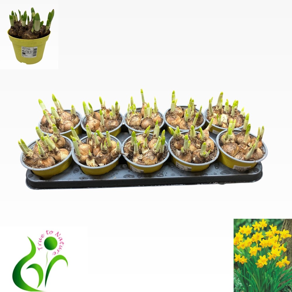 Нарцис "Тет-а-Тет", 12см