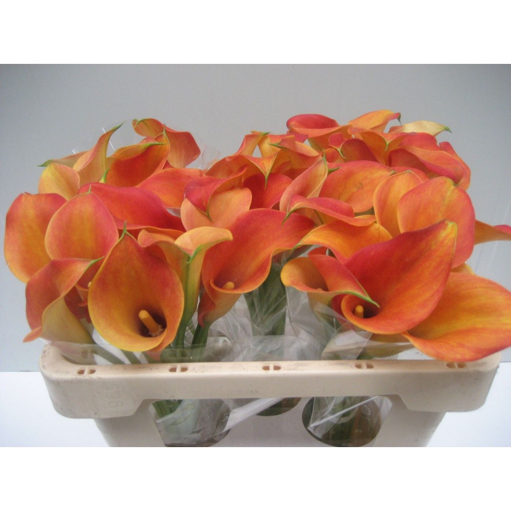 Калла "Помаранчева"