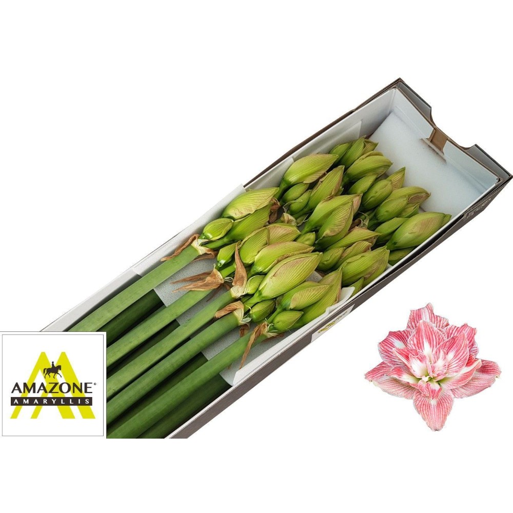 Амариліс махровий "Претті Німф"