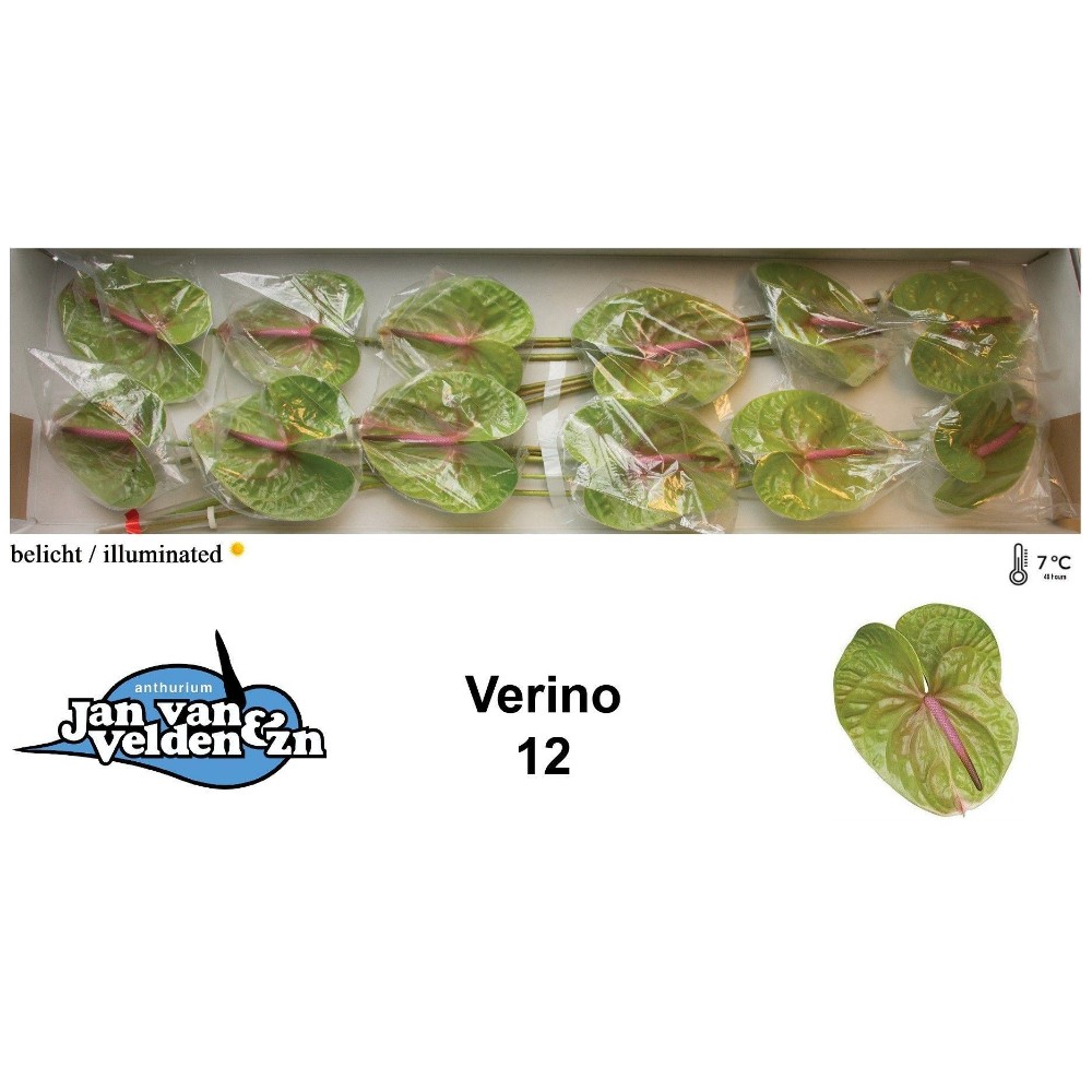 Антуріум "Веріно"