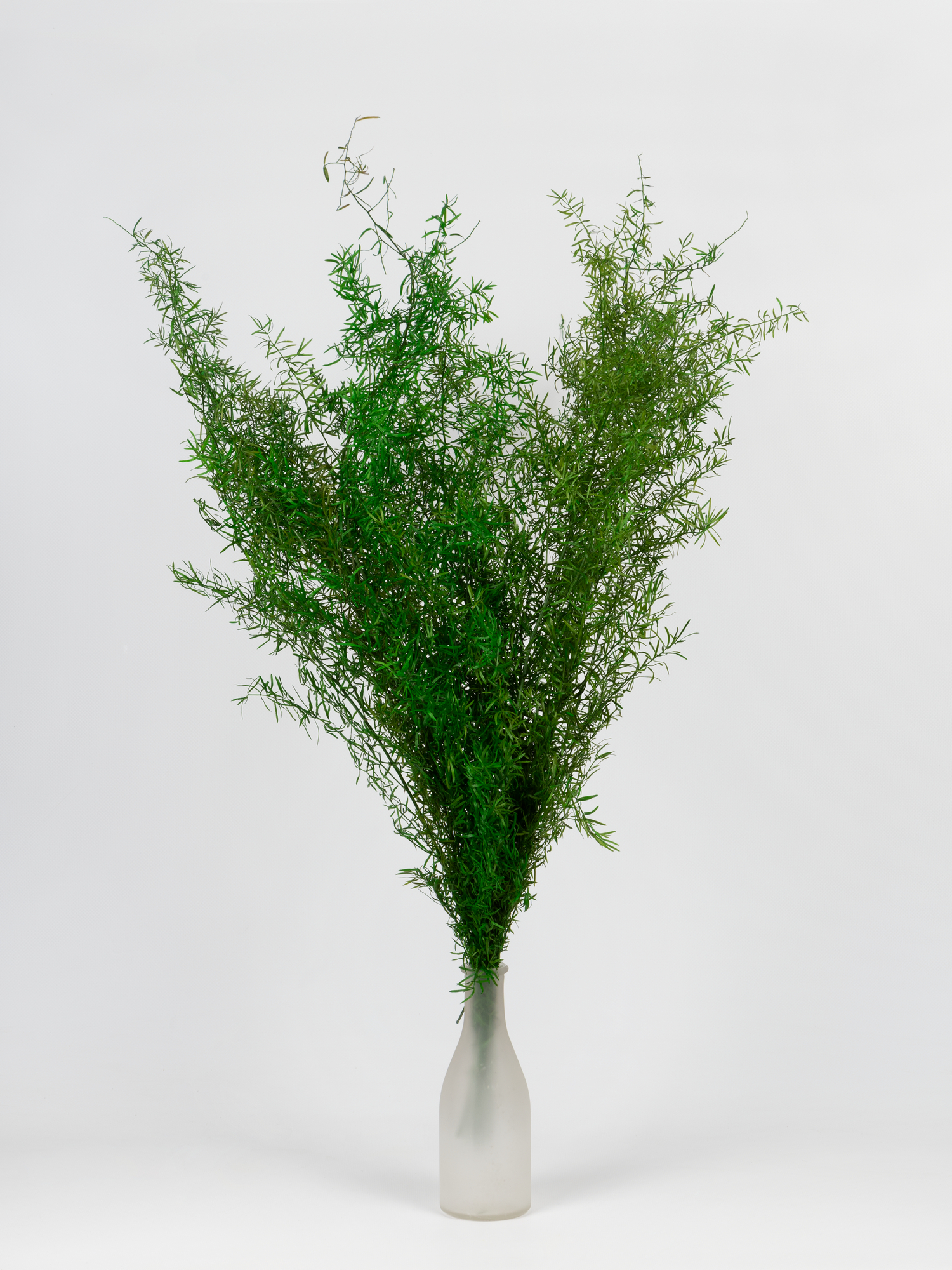 Аспарагус "Зелений" 45 см.