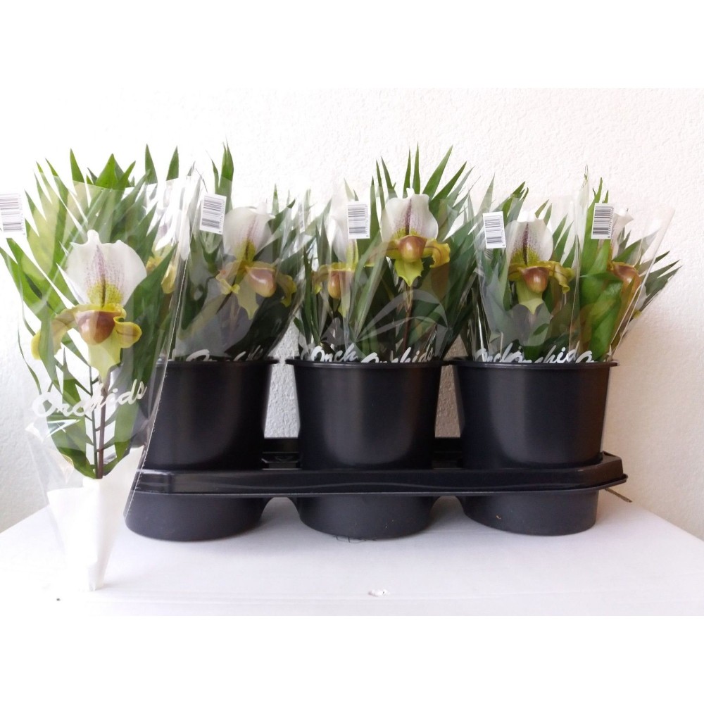 Пафіофеділум