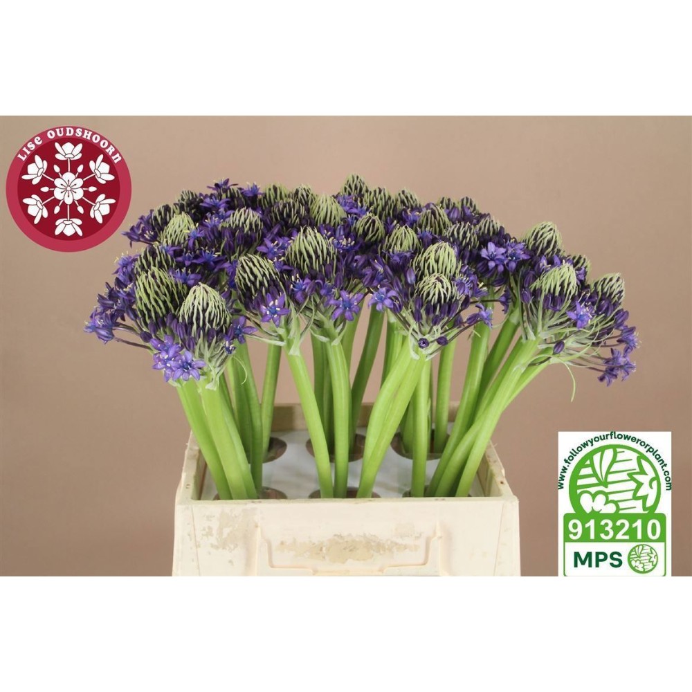 Сцилла (проліска) Синя