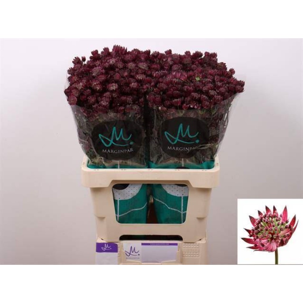 Астрантія "Стар Оф Лав"