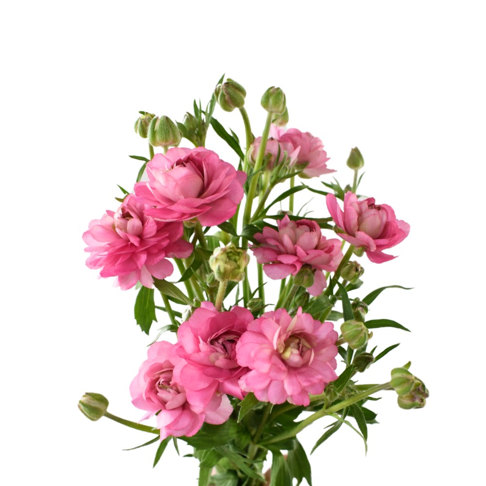 Ранункулус "Модерна Дольче"