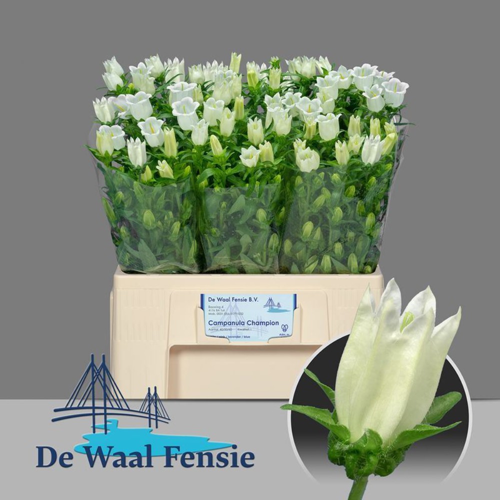 Кампанула Біла