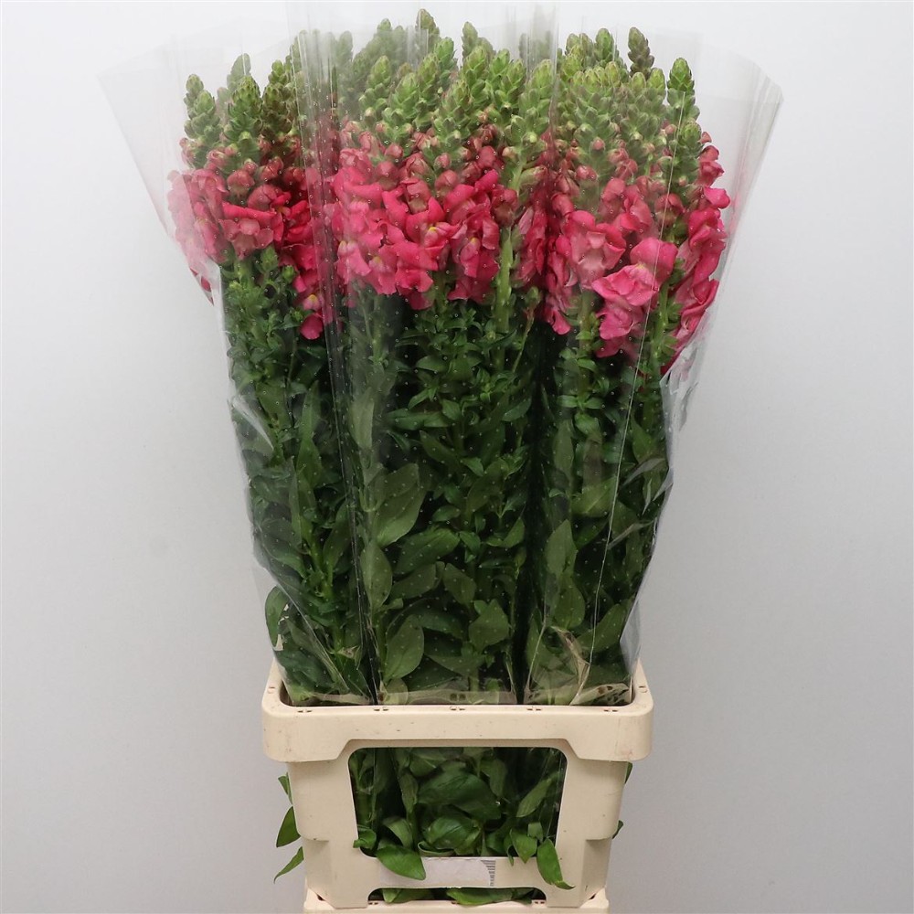 Антирхінум "Рожевий"