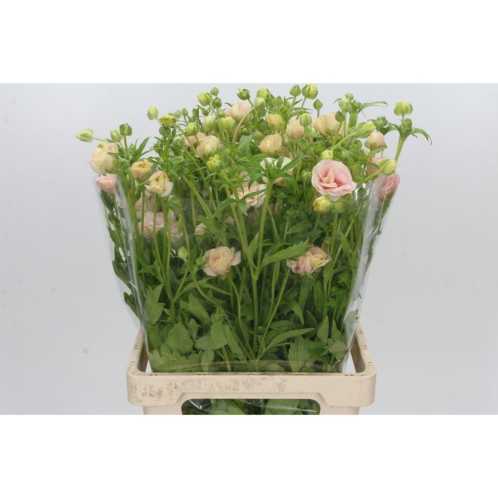 Ранункулус Баттерфляй "Маскарпоне"