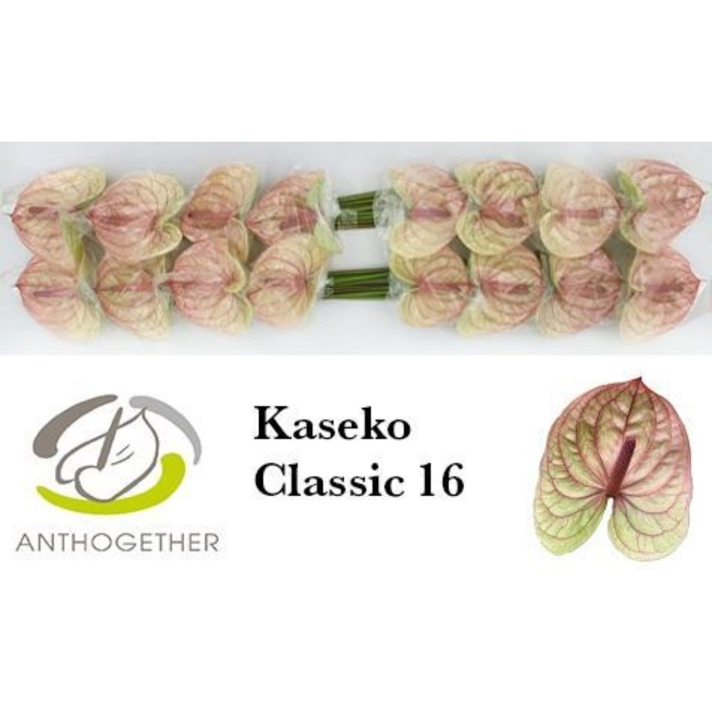 Антуріум "Касеко Класік"