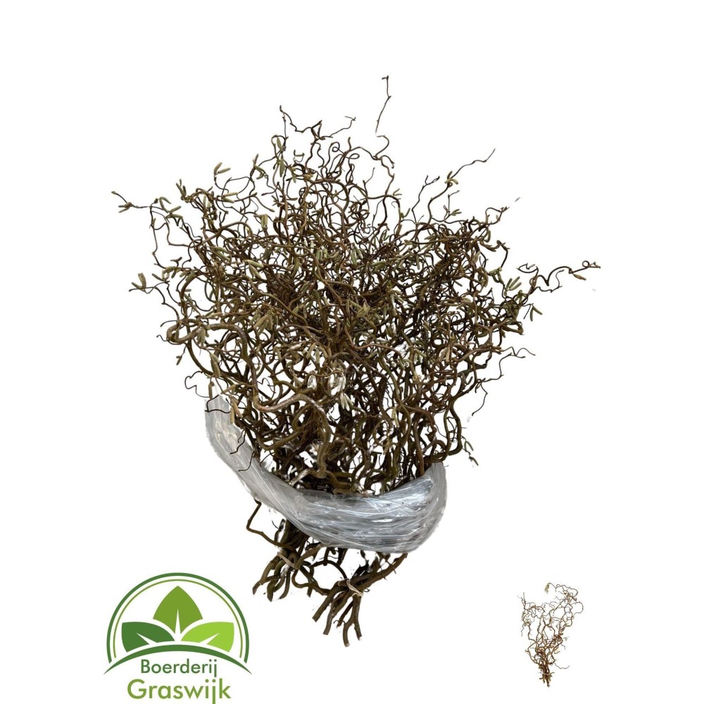 Корилус "Конторта", 60см