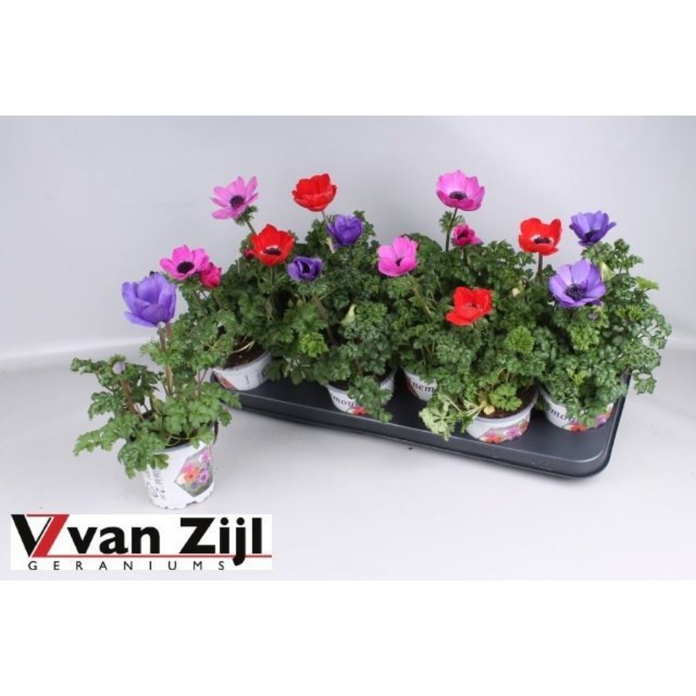 ANEM CO HARM GEM, kl