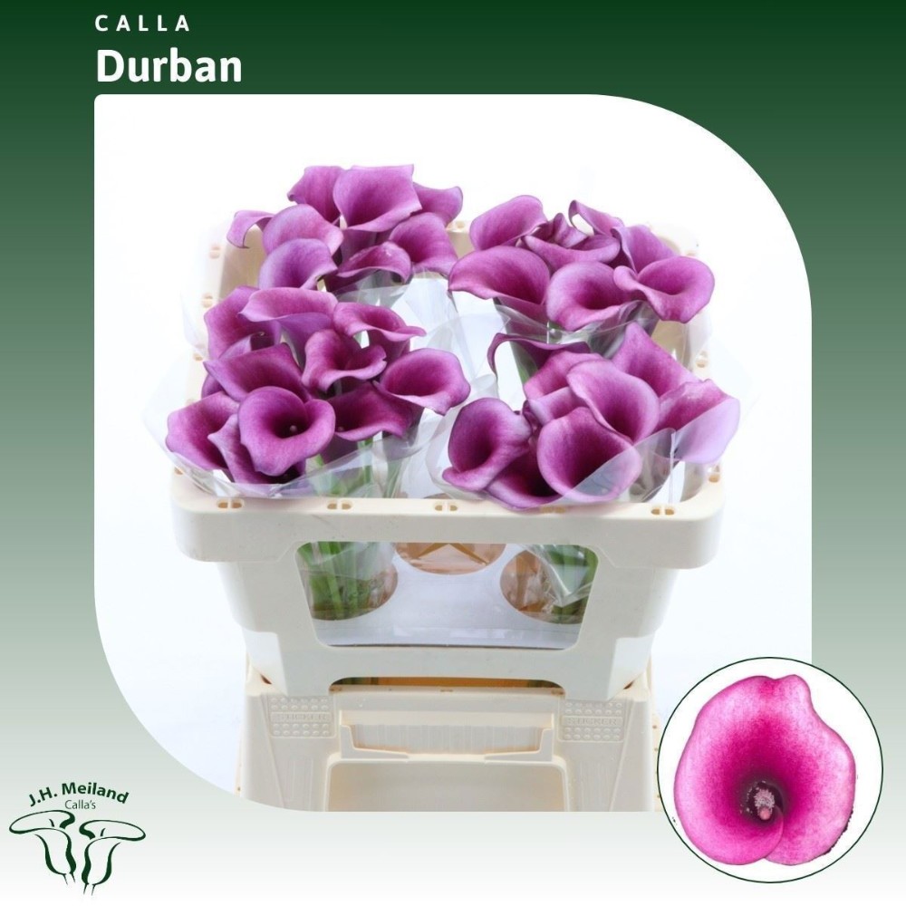 Калла "Дурбан"