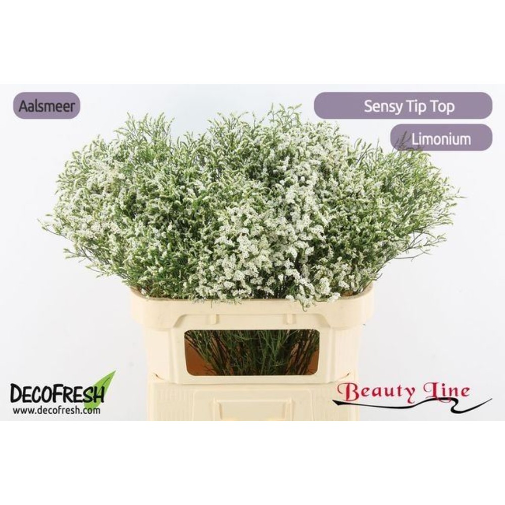 Лимоніум "Сенсі Тіп Топ"