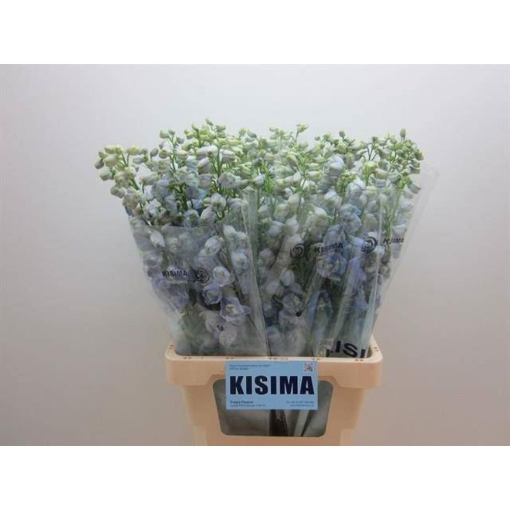 Дельфініум "Гардіан Лавандер"