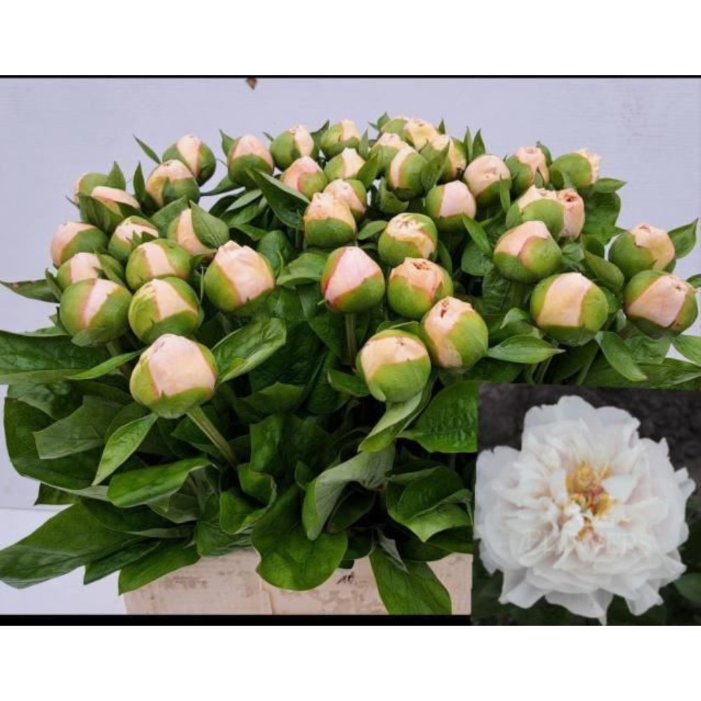 Півонія "Блаш Прінцесс"