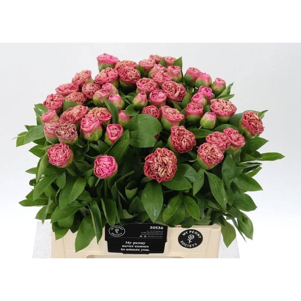 PAEO CARNAT BOUQUET