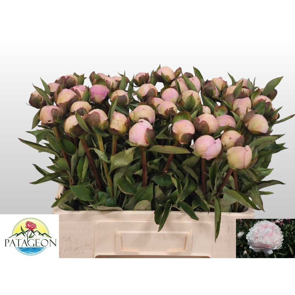 Півонія "Мадам Келот"