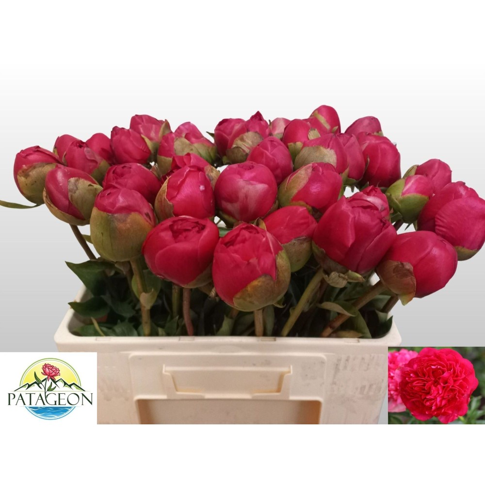 Півонія "Командор Перфоманс"