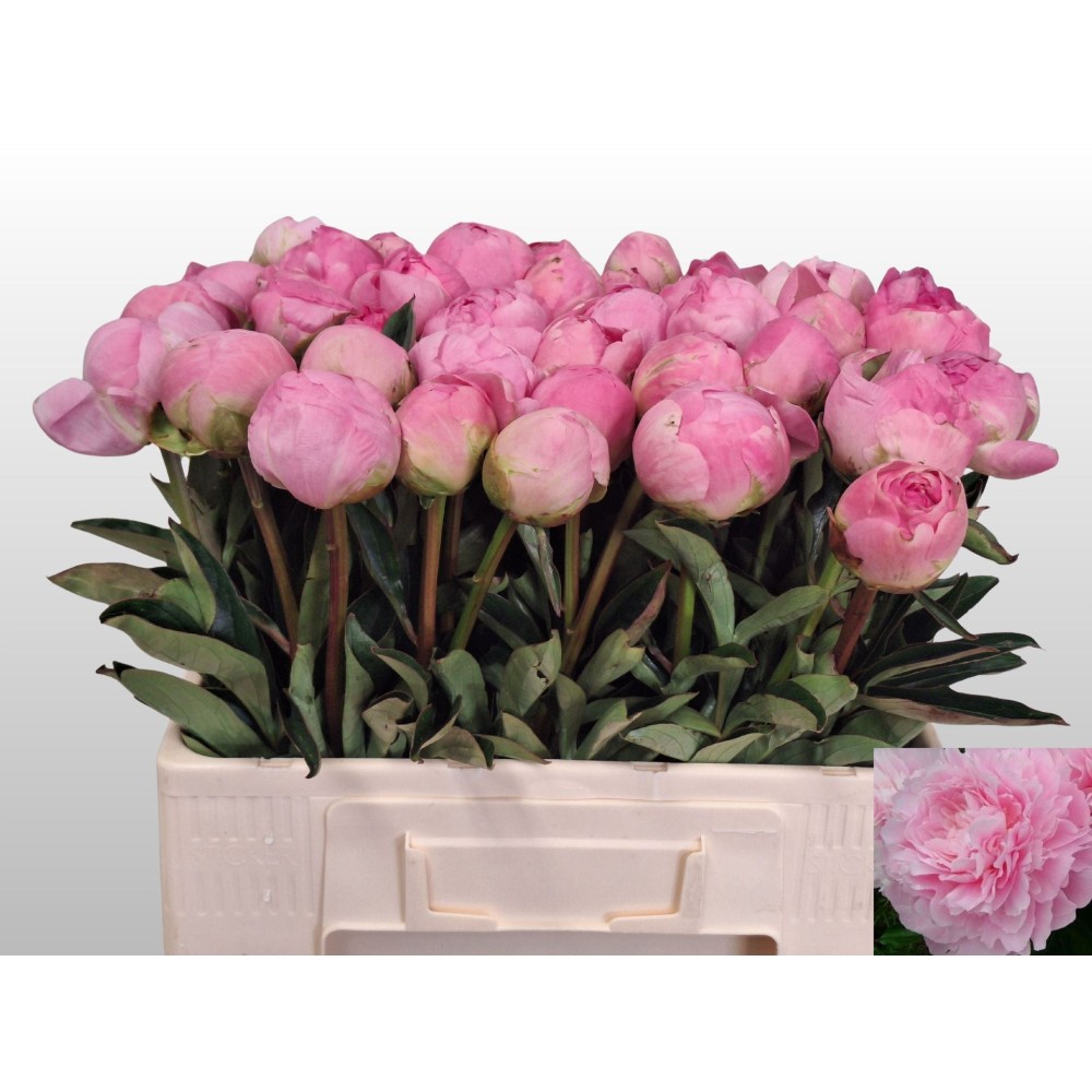 Півонія "Діннер Плейт"