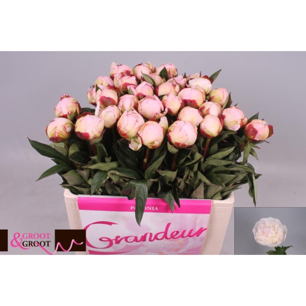 Півонія "Флоренс Ніколс"