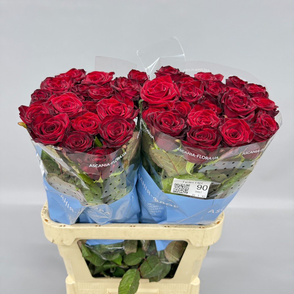 Троянда "Гран Прі" 90 см.