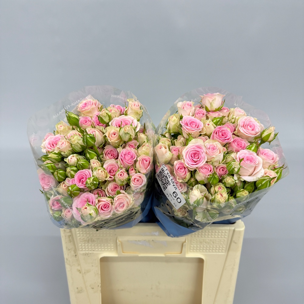 Троянда "Гуд Муд" 60 см.