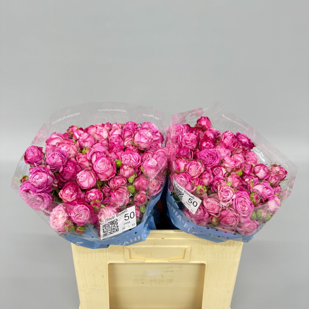 Троянда "Леді Бомбастік" 50 см.