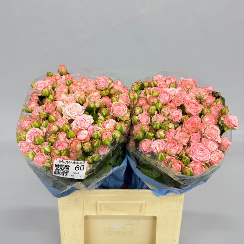 Троянда "Мадам Бомбастік" 60 см.