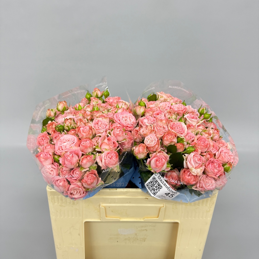 Троянда "Мадам Бомбастік" 45 см.