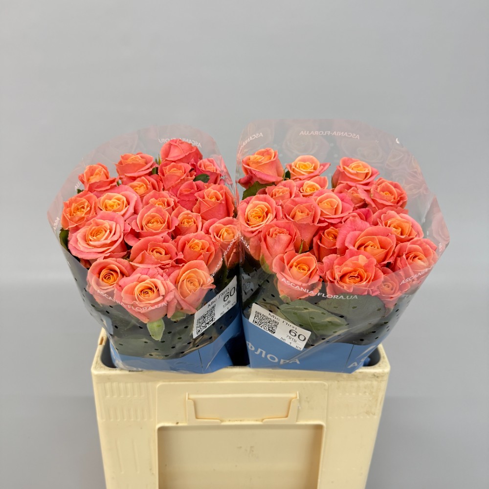 Троянда "Міс Піггі" 60 см.