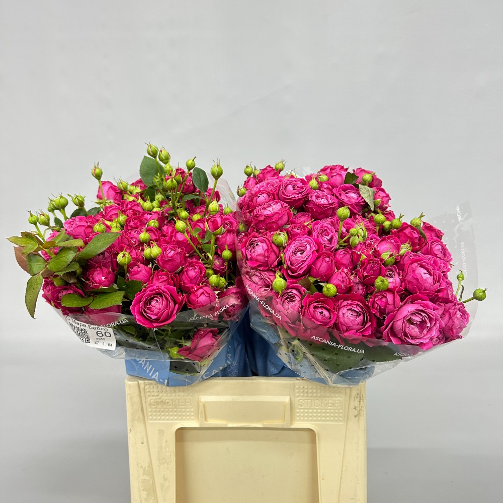 Троянда "Марвелоус Баблз" 60 см.