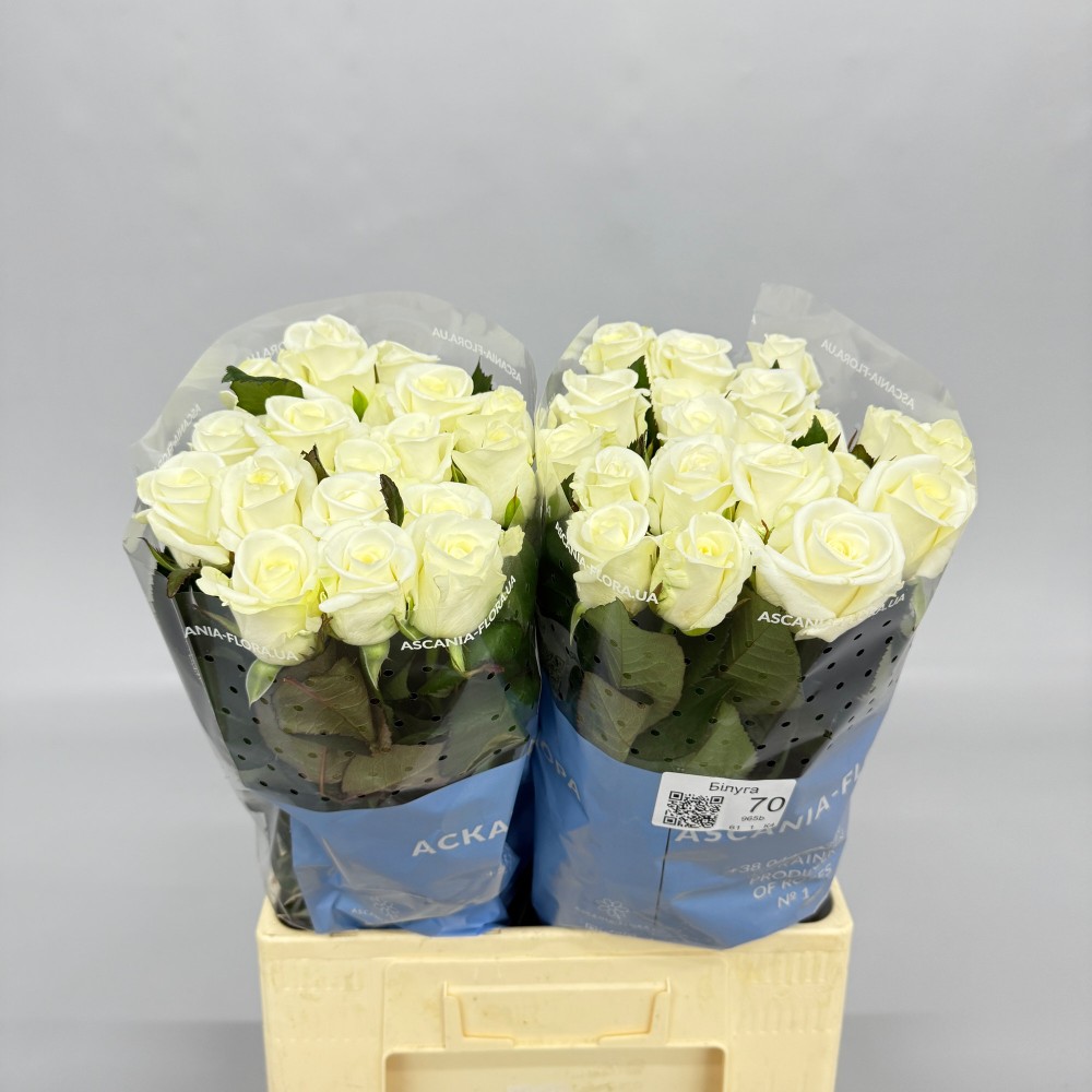 Троянда "Білуга" 70 см.