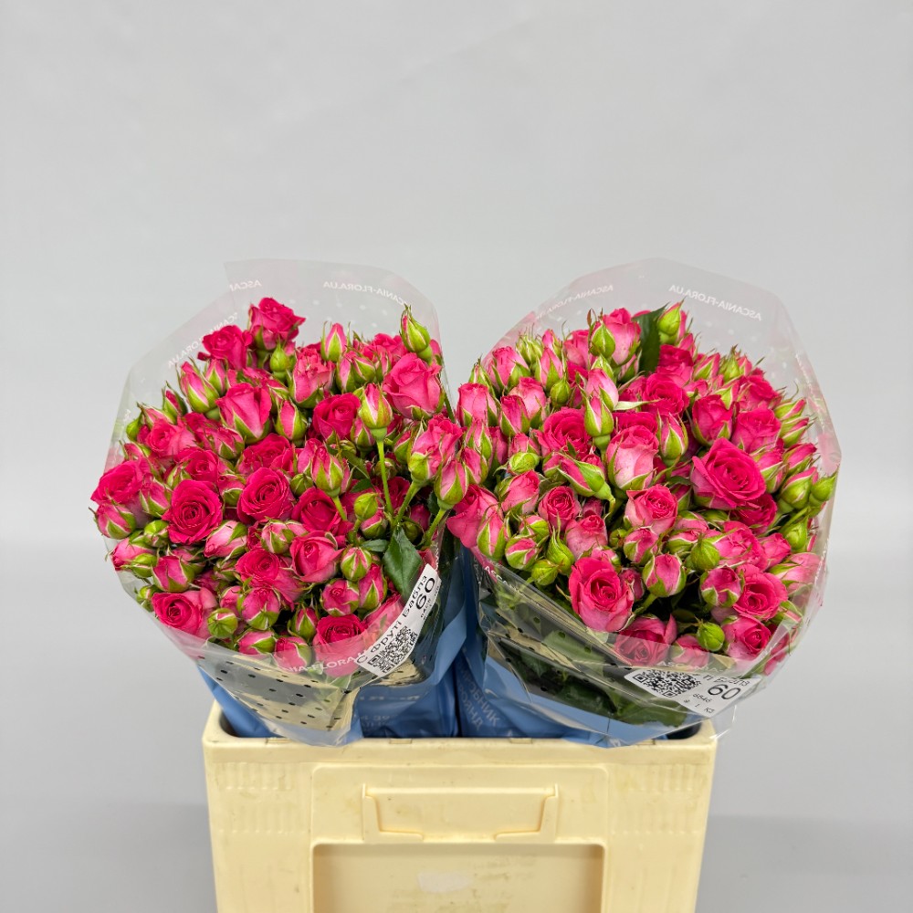 Троянда "Фруті Баблз" 60 см.