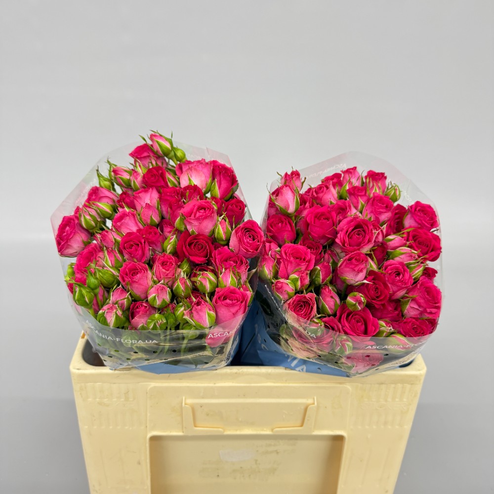 Троянда "Фруті Баблз" 50 см.