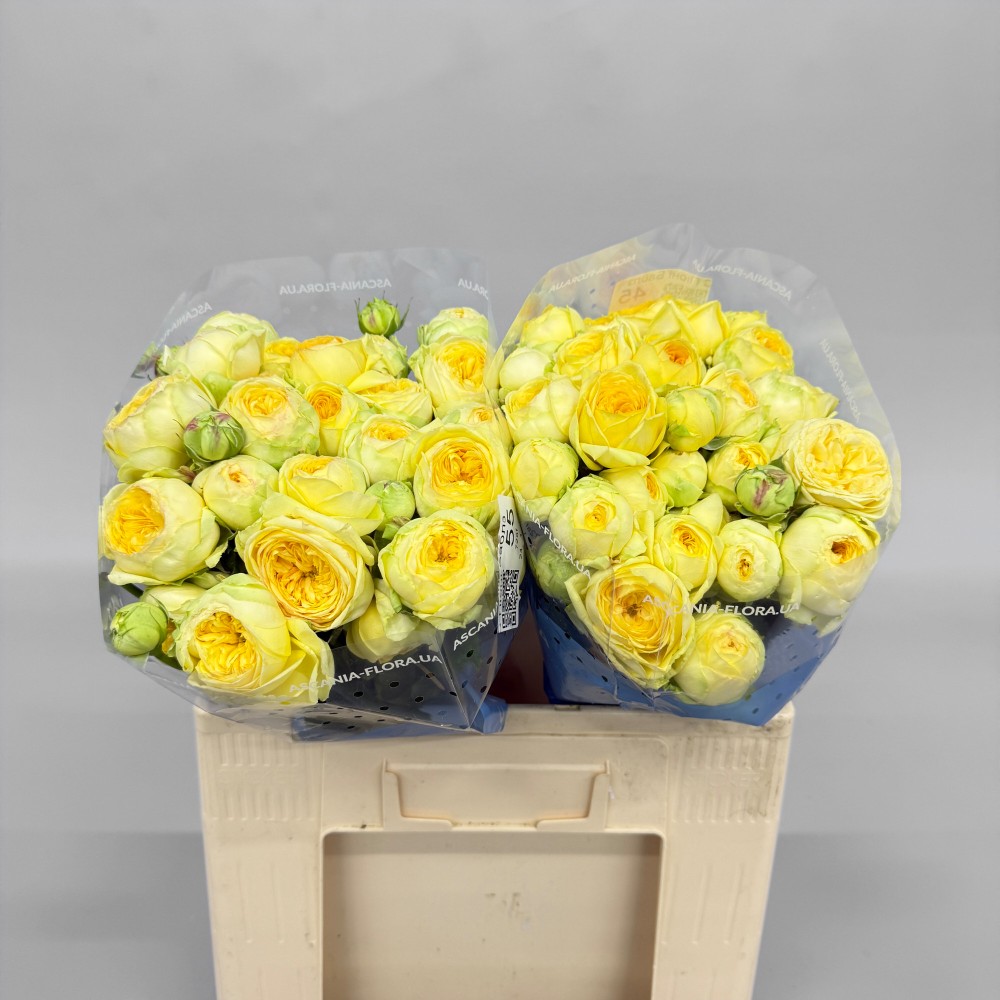 Троянда "Піоні Баблз" 55 см.