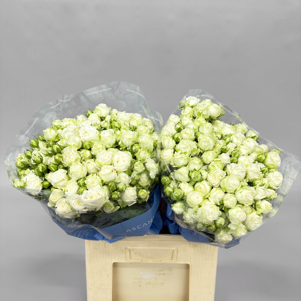 Троянда "Міс Бомбастік" 65 см.